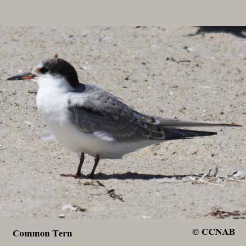 North American Terns