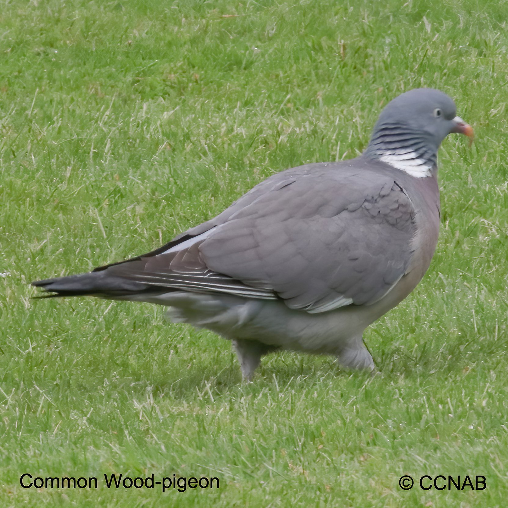 Birds of North America