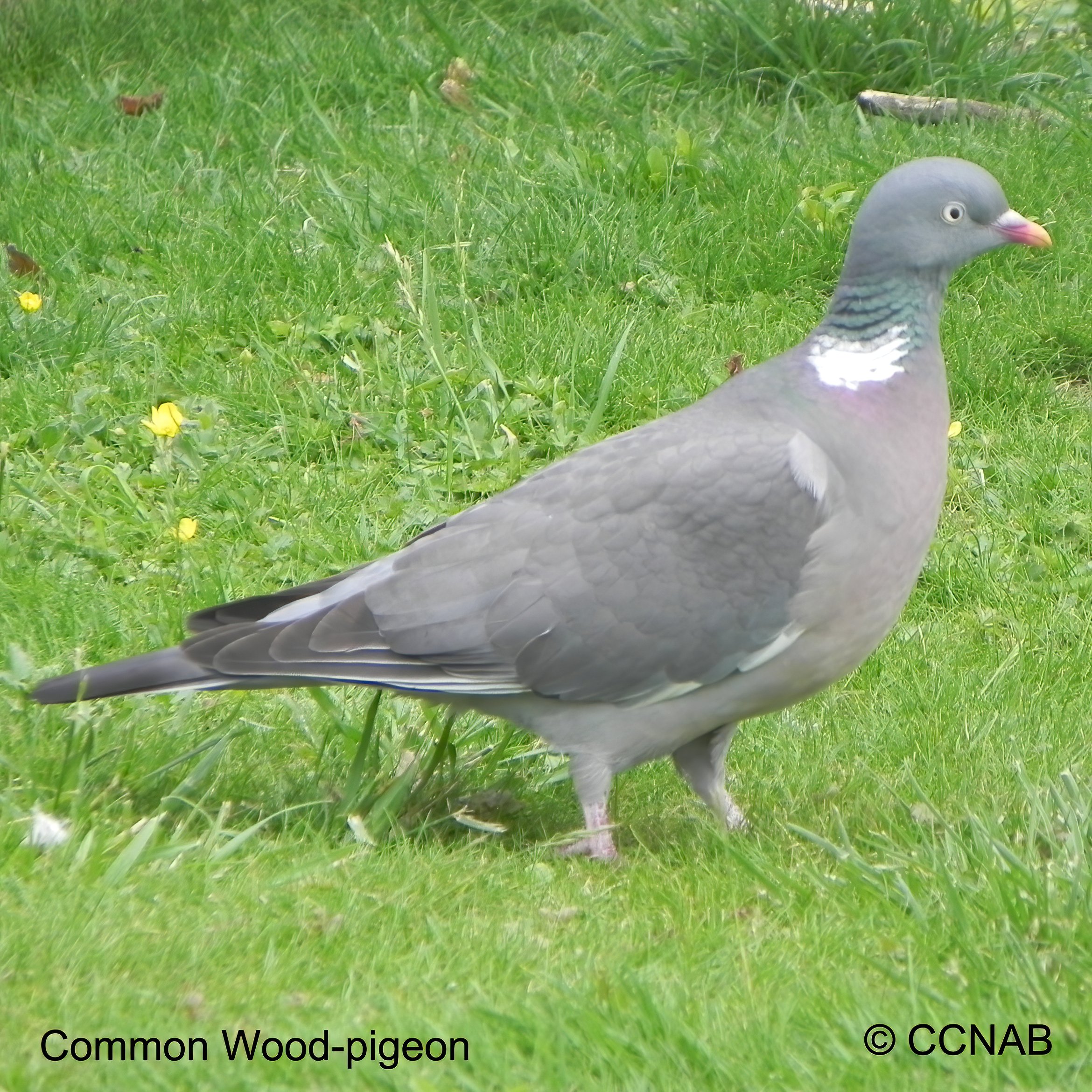 Birds of North America