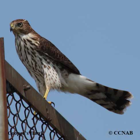 North American Birds songs and calls
