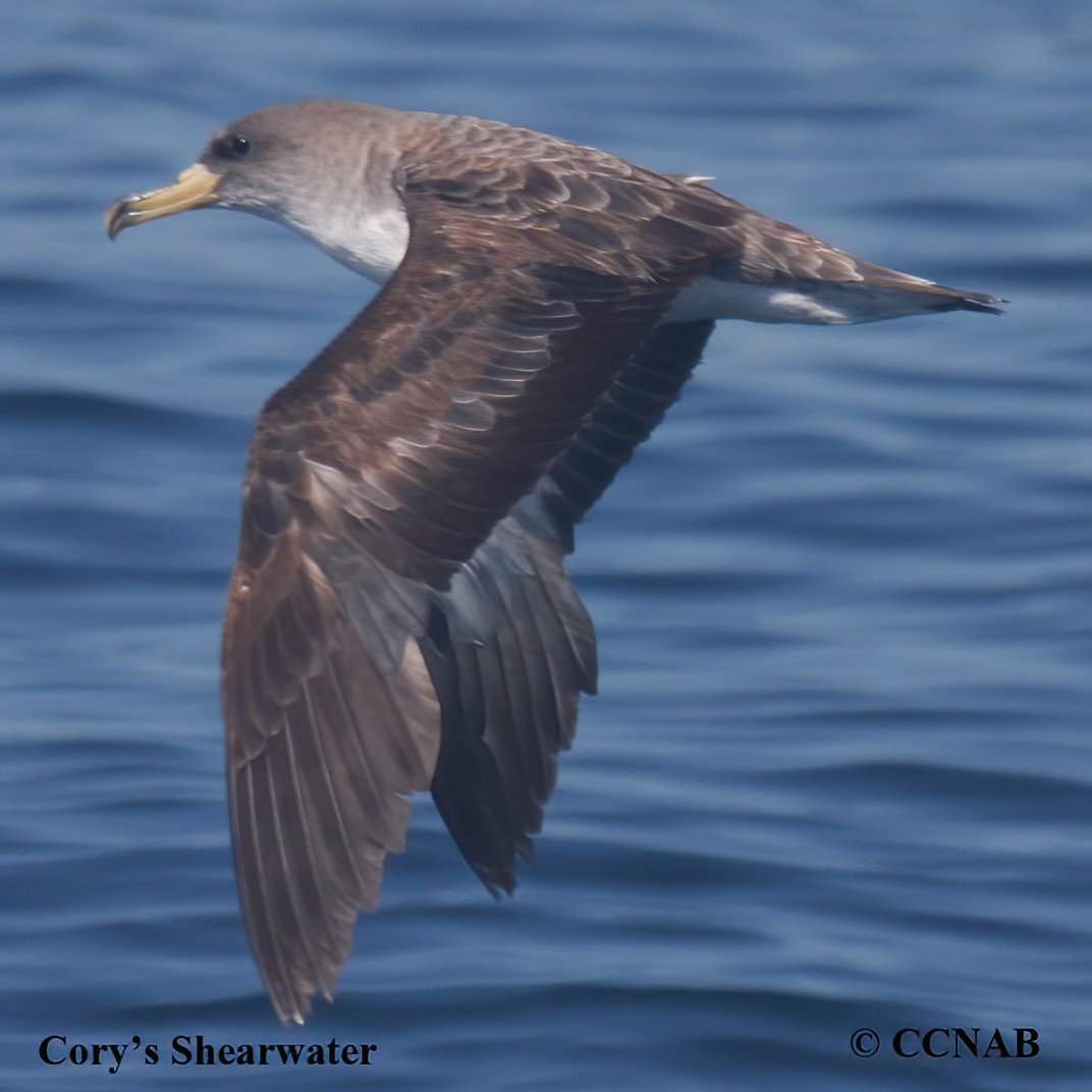 Birds of North America