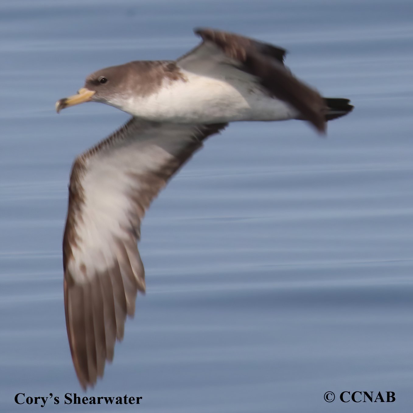 Birds of North America