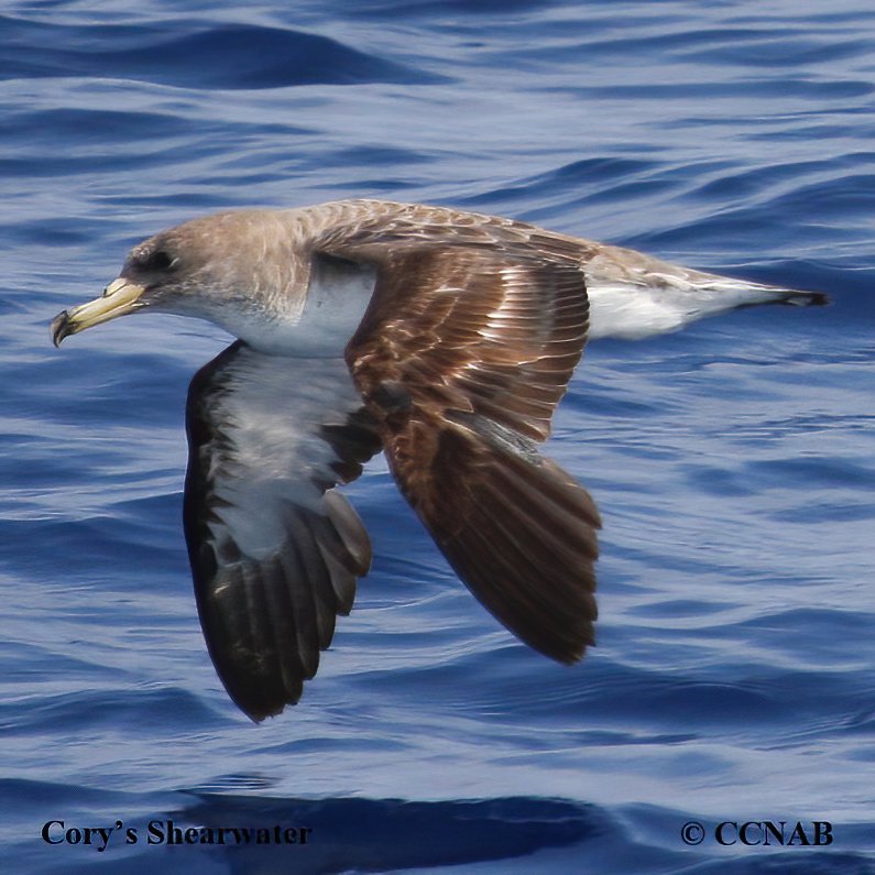 Birds of North America
