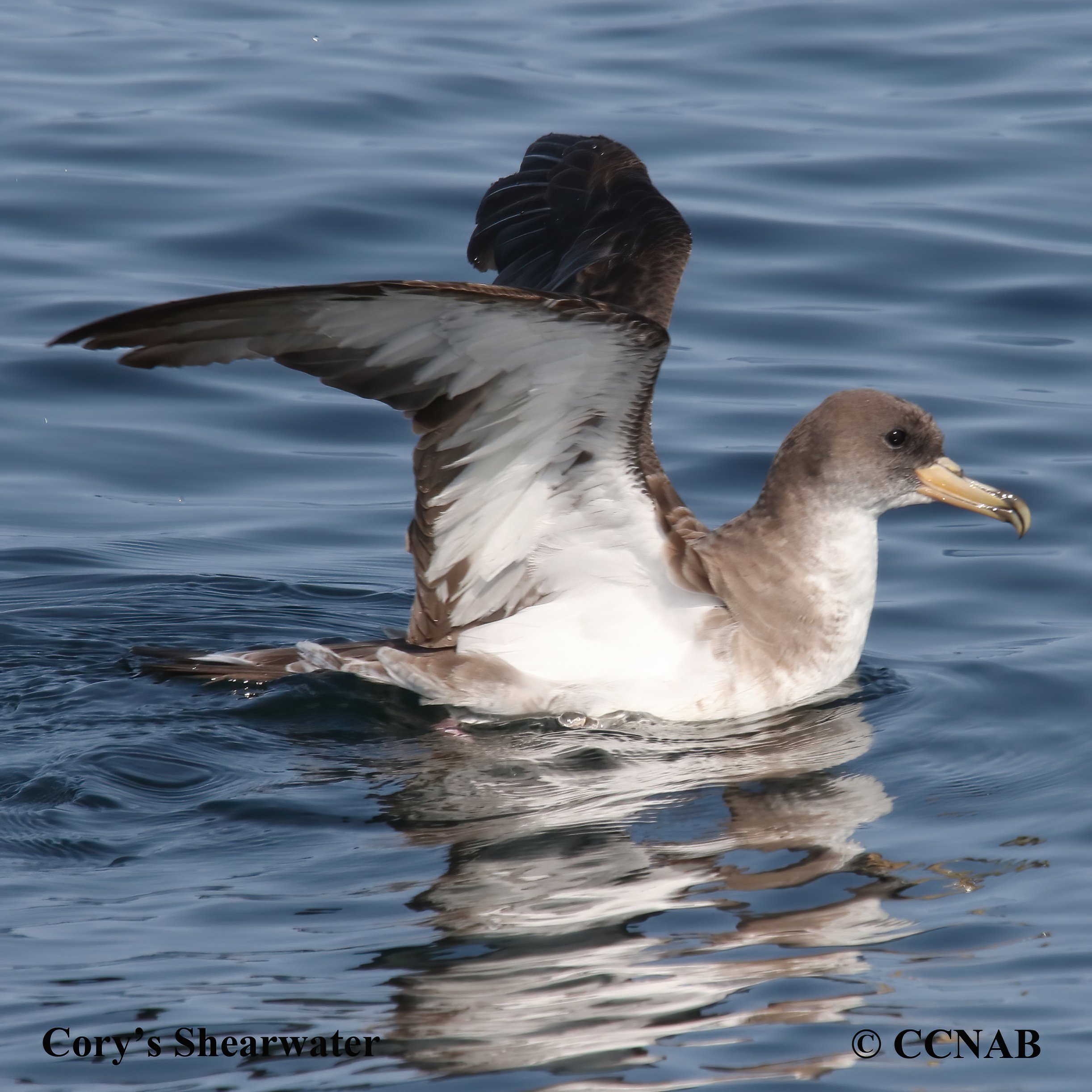Birds of North America