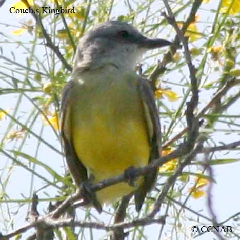 Birds of North America