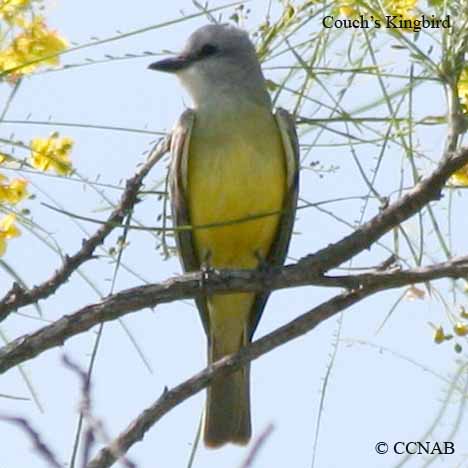 Birds of North America