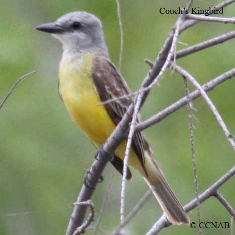 Birds of North America