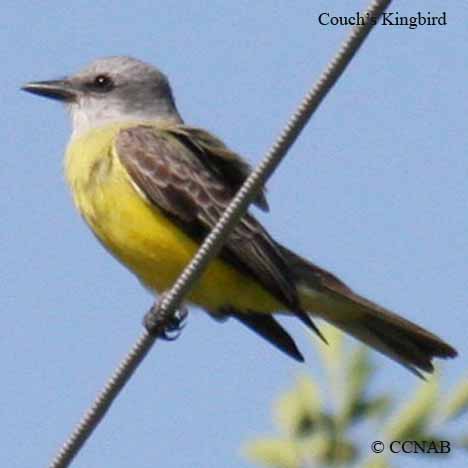 Couch's Kingbird