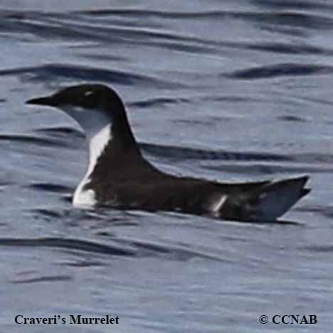 Craveri-s_Murrelet