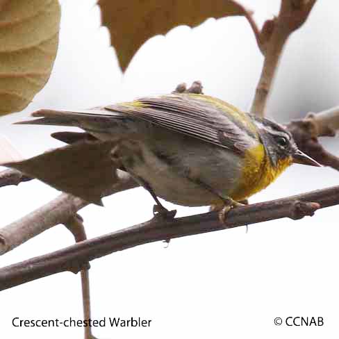 Birds of North America