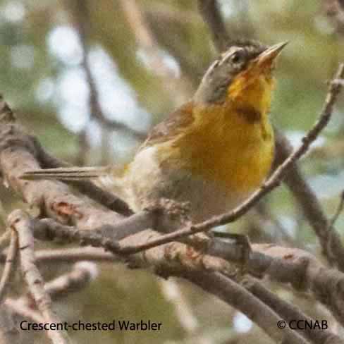 Birds of North America