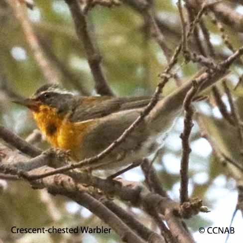 Birds of North America