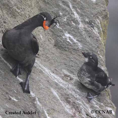 Birds of North America