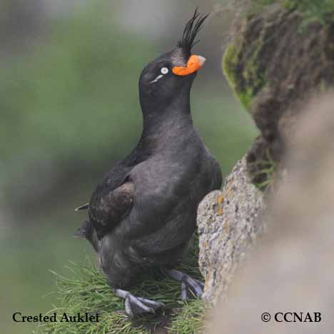 Birds of North America