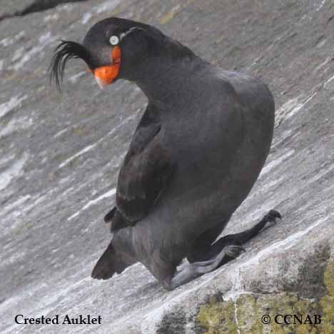 Birds of North America