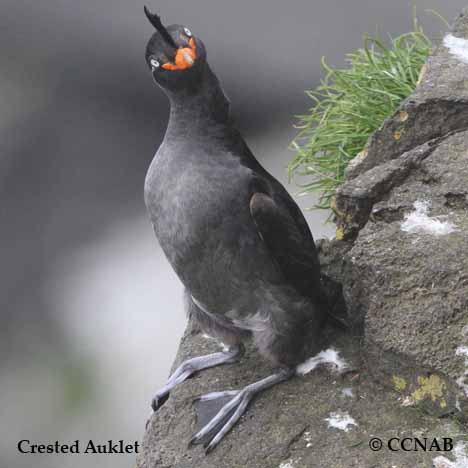 Birds of North America