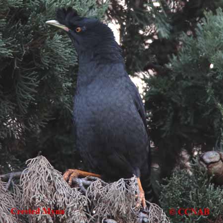 Birds of North America