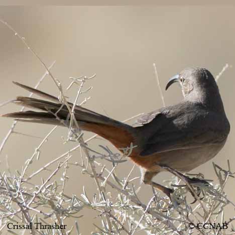 Birds of North America