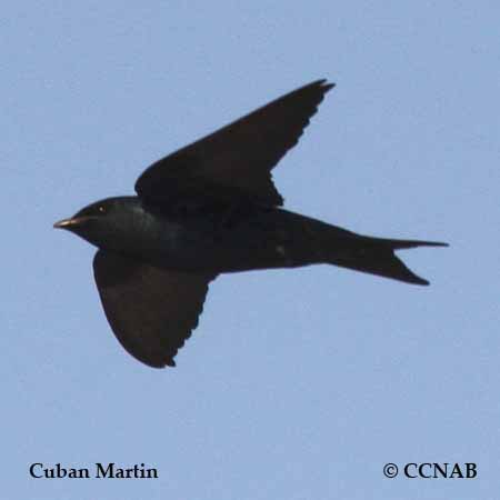 Birds of North America
