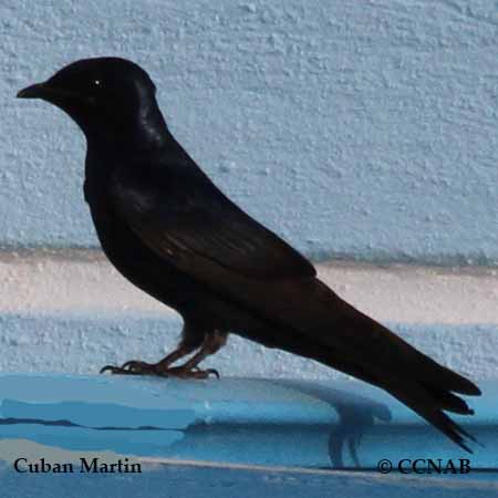 Cuban Martin