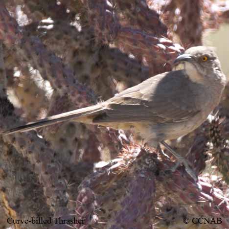 Birds of North America