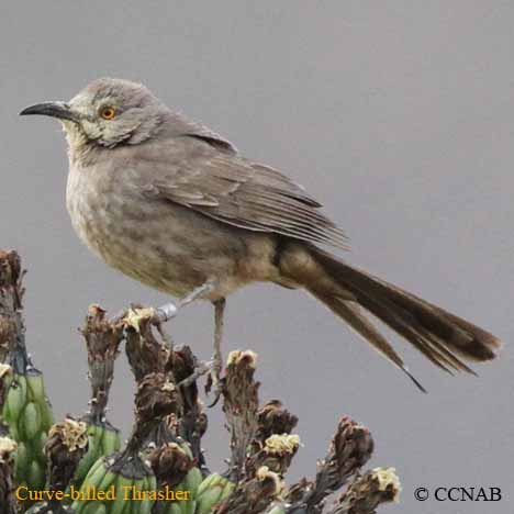 North American Thrashers