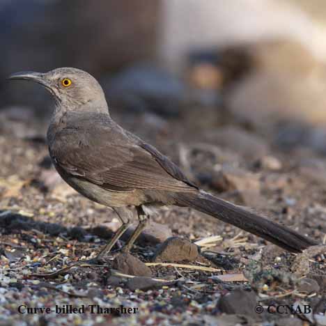 Birds of North America