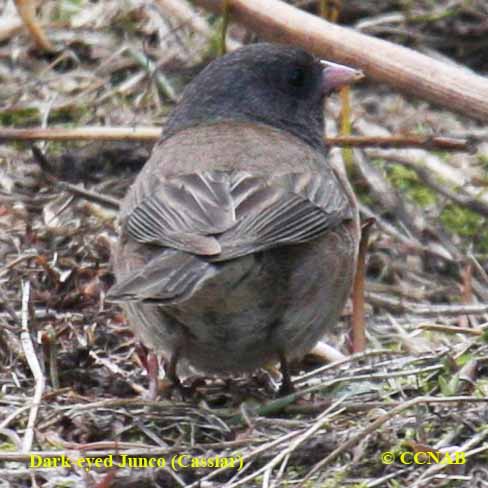 Birds of North America