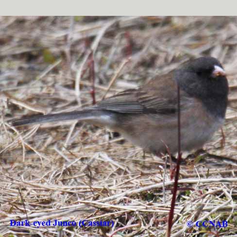 Birds of North America
