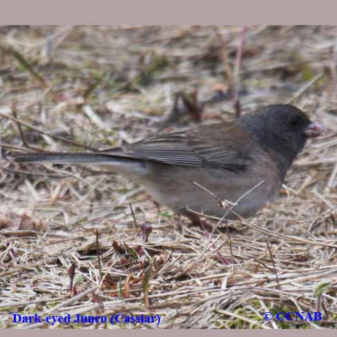 Birds of North America