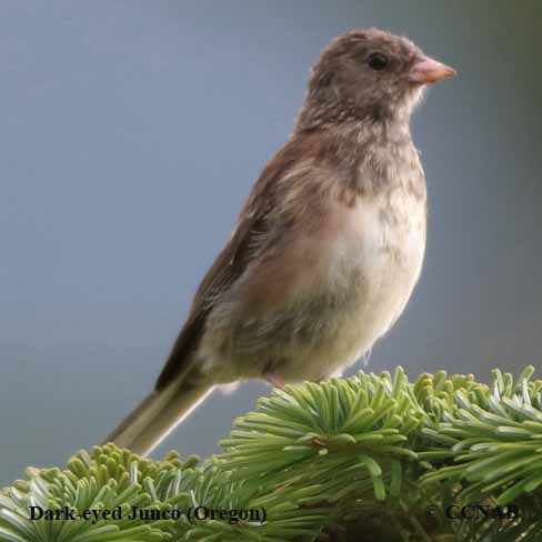 Birds of North America