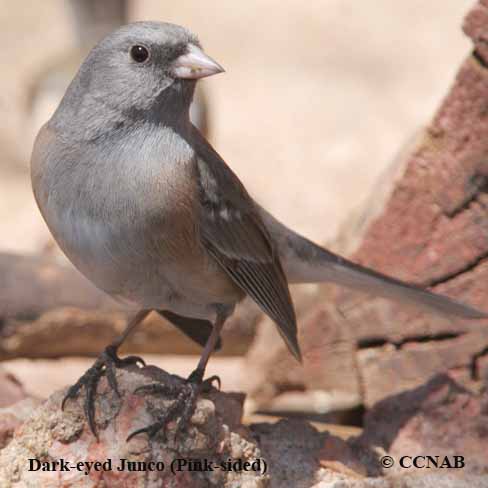 North American Juncos