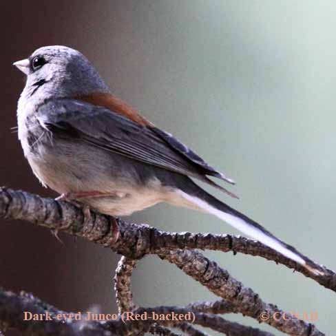 Birds of North America