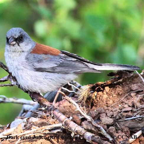 North American Juncos