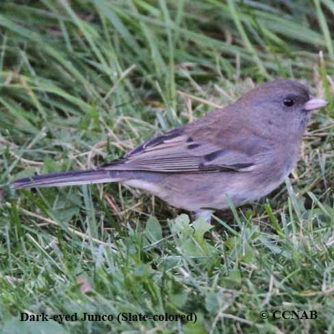 Birds of North America