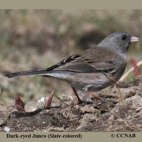 Birds of North America