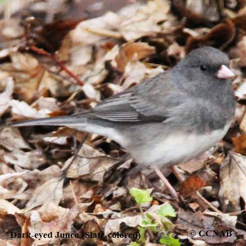 Birds of North America