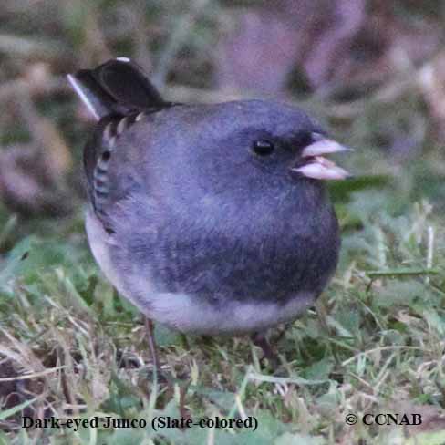 juncos