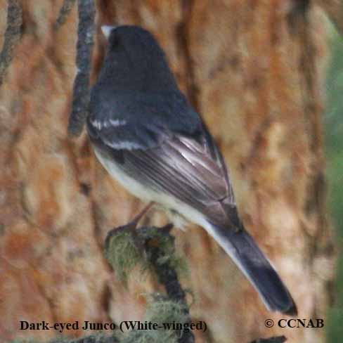Birds of North America