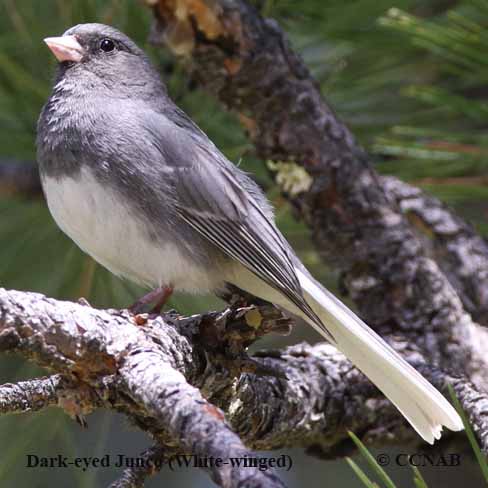 Birds of North America