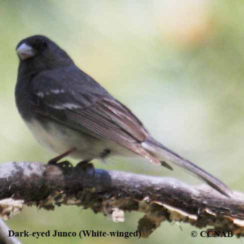 North American Juncos