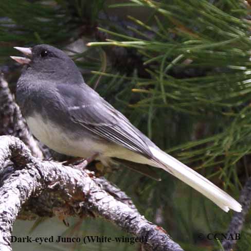 Birds of North America