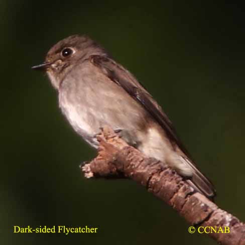 Dark-sided Flycatcher