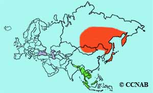 Dark-sided Flycatcher range map