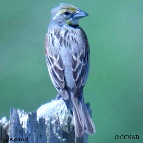 Birds of North America