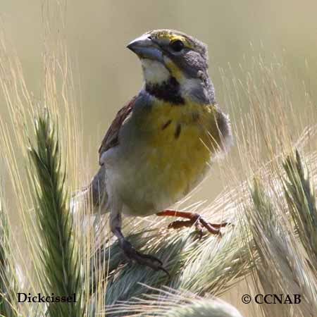 Birds of North America