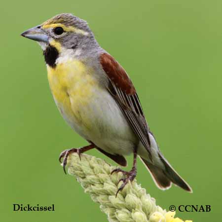 North American Birds songs and calls