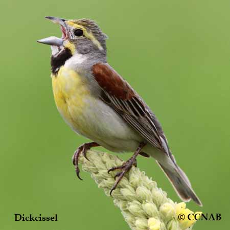 Dickcissel