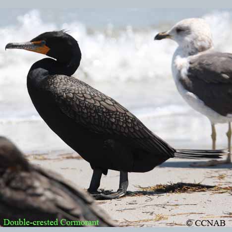 Birds of North America