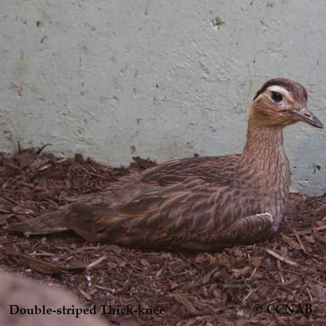 Birds of North America
